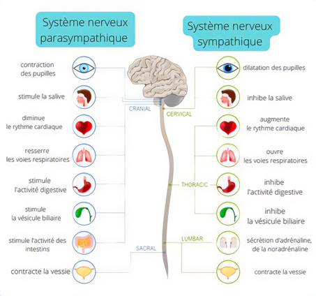 Système nerveux bienfaits